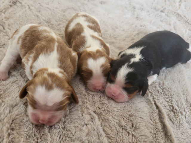 Purebred Cavalier King Charles Spaniel Puppies- CKC registered dans Dogs & Puppies for Rehoming in Edmonton