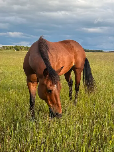 Companion Gelding, View more