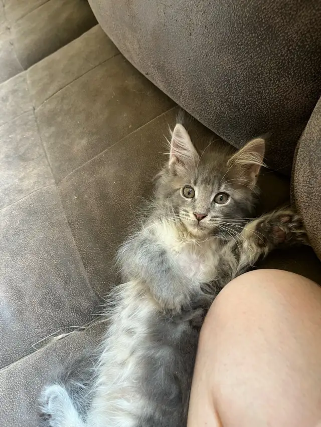 chatons maine coon Enregistrer TICA
