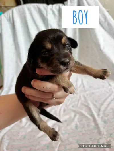 puppies available, vet checked ready to go may 6th., View more
