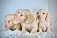 Expecting cream mini dachshund CKC PUPPIES