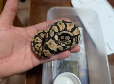  serpent bébé , View more