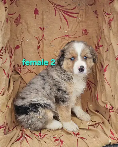 Miniature Australian Shepherd / Blue Heeler puppies, View more