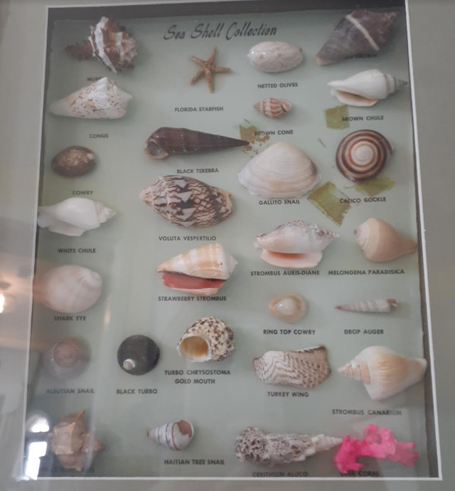 Framed shadow box Sea Shell Collection - nautical coastal beach in Arts & Collectibles in Markham / York Region - Image 2