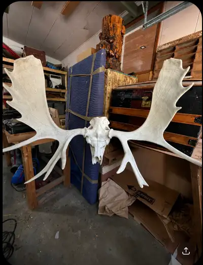I have for sale a massive, professionally cleaned and taxidermy bull moose skull European mount. Thi...