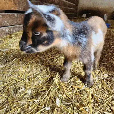 Nigerian dwarf bucklings, View more