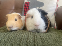 Super sweet and adorable young Guinea pigs with deluxe cage!