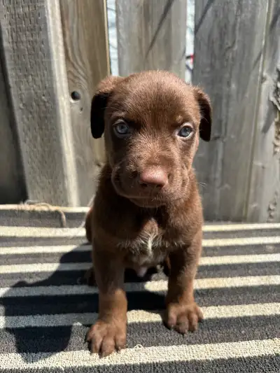 Adorable Puppies, View more