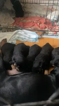 Rottweiler puppies 
