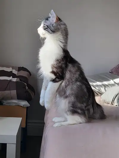 6 months old kitten Male, View more