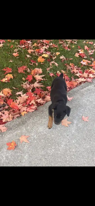 Rottweiler puppy, View more