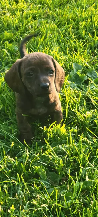 4 adorable daschund available, View more