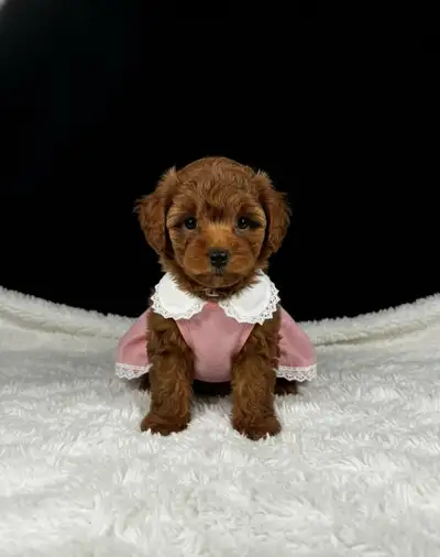 Sweet Little Teddy Bear Toy Poodle Puppies, View more