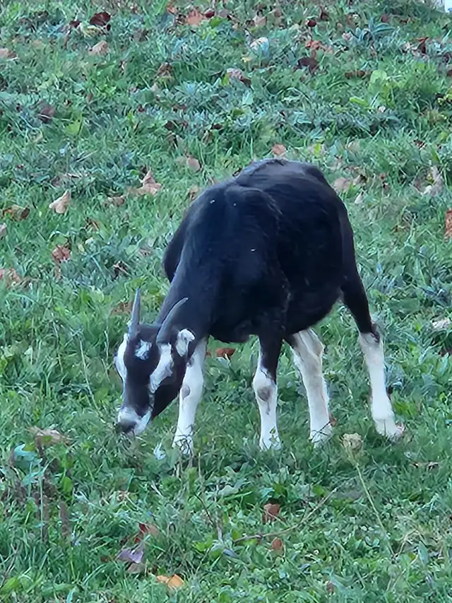 GOAT GOATS GOATS (MEAT AND DAIRY) FEMALES AND MALE ) | Livestock ...