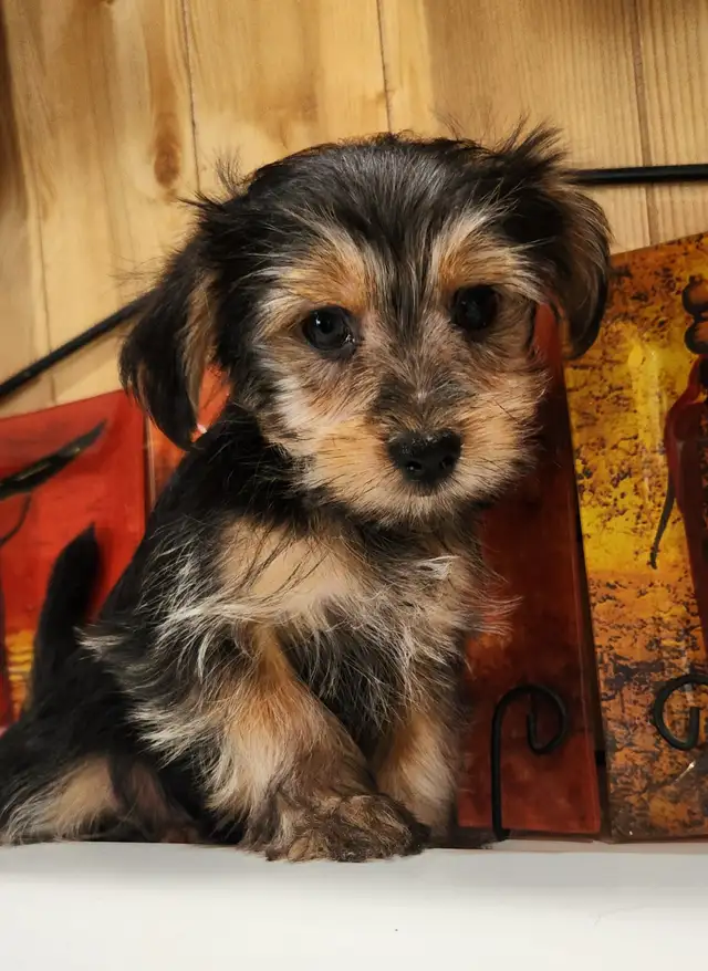 Chiots morkie, 4-5lbs lorsque adultes,  prêt a partir maintenant in Dogs & Puppies for Rehoming in City of Montréal - Image 7