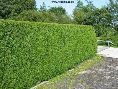 Hedge trimming  (near College Square), View more