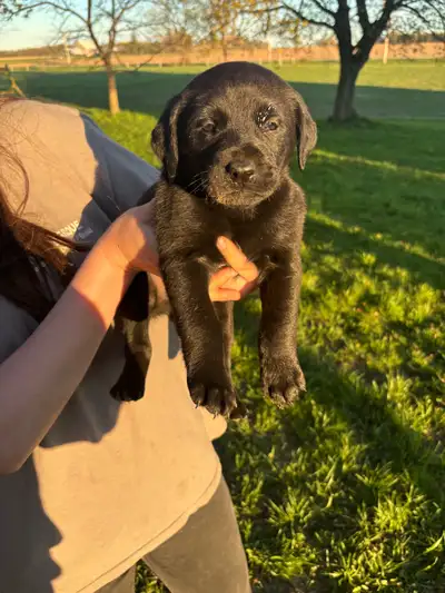 St Bernard/Black lab puppies, View more