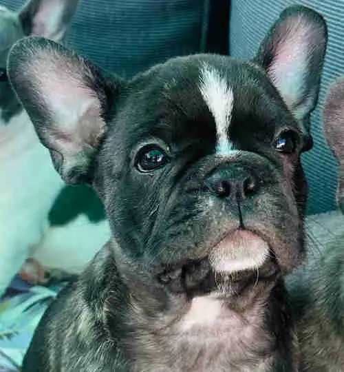 Frenchton puppies in Dogs & Puppies for Rehoming in Windsor Region - Image 3