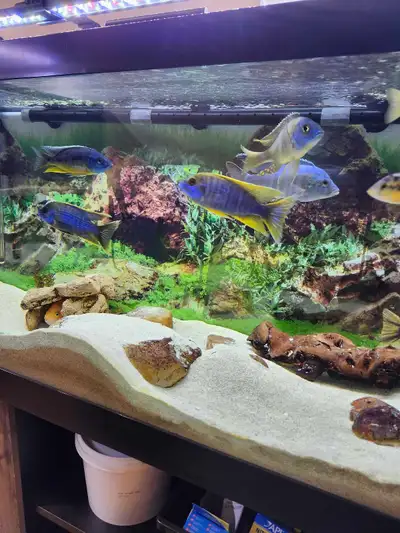 Show Male Peacock and Hap Cichlids , View more