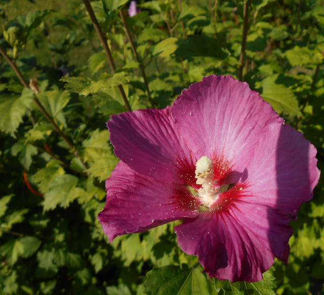 Rose of Sharon | Plants, Fertilizer & Soil | Sarnia | Kijiji