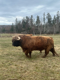 Mature Highland bull