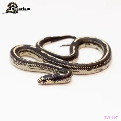 Serpent roi de la Californie - Striped 66% het albino - Femelle, View more