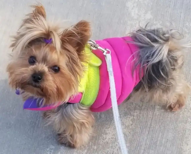Loving Pair of Small Dogs Looking for a Caring Home in Dogs & Puppies for Rehoming in City of Toronto - Image 6