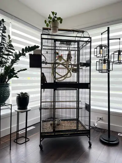 deux conures et tres grande cage, View more