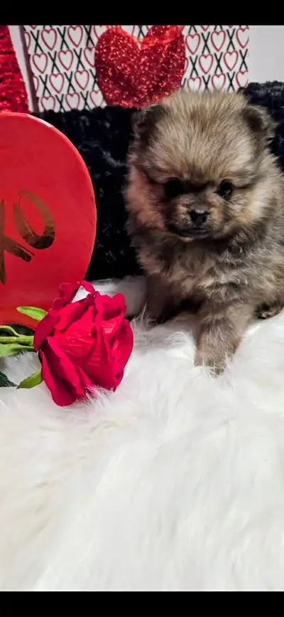 5 Purebred Pomeranian Puppies, View more