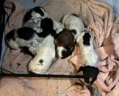 Mini  Dachshund  Puppies, View more
