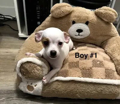 Purebred Chihuahua 1 girl and 3 boys Mom deerhead and Dad Applehead Born Dec 30, 2024 Puppy ready pi...