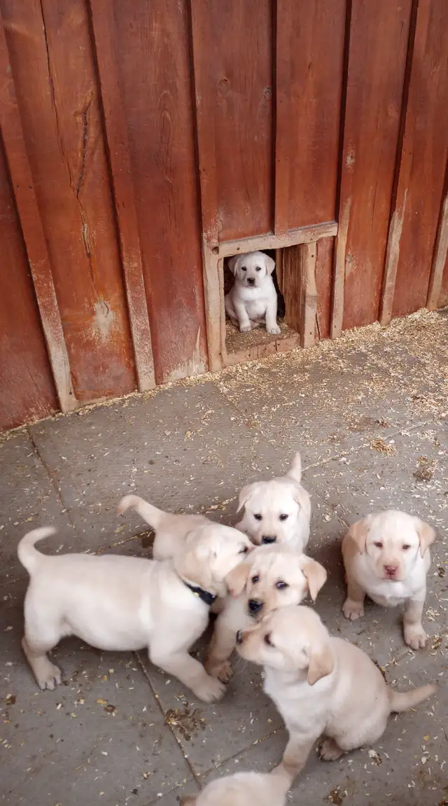 Labrador Retriever Puppies - Yellow | Dogs & Puppies for Rehoming ...