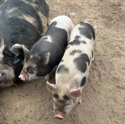 Two KuneKune/Julianna Piglets ready for new home!, View more