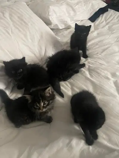 Salut, j’ai 5 chaton à vendre. Elles sont vraiment adorables. Elles adorent jouer et donner des câli...