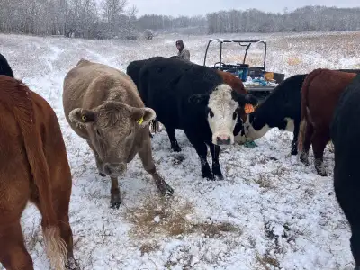 30 quiet bred heifers for sale bred black angus due to calve march April. Asking $5500 or if taking...