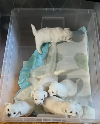 Maltese Puppies and Trained Female, View more