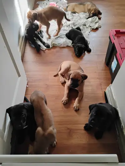 Beautiful Cane Corso x puppies..., View more