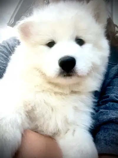 8 week old Purebred Samoyed puppy ready now, View more