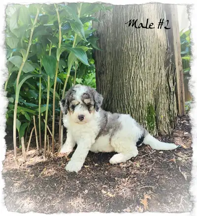Bernedoodle F1b mini Tri coloured puppies for sale! , View more