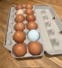 Farm fresh EGGS