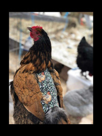 Hen and Turkey Saddles! Support our Special Needs Farm