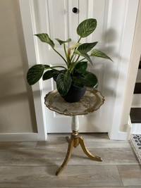 Healthy plant and plant stand 