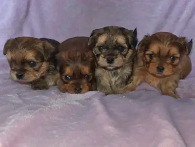 ❤️ BEAUTIFUL SHORKIE PUPPIES ❤️ ONLY 2 LEFT ❤️, View more