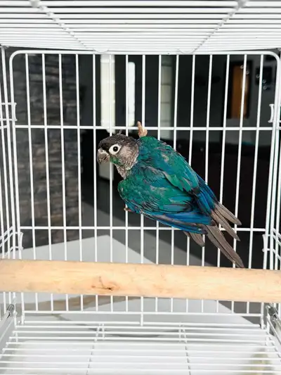 conures single and pairs , View more