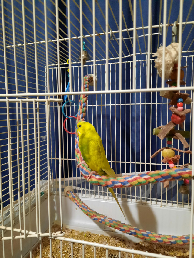 Perruche mâle dans Oiseaux à adopter  à St-Georges-de-Beauce - Image 2