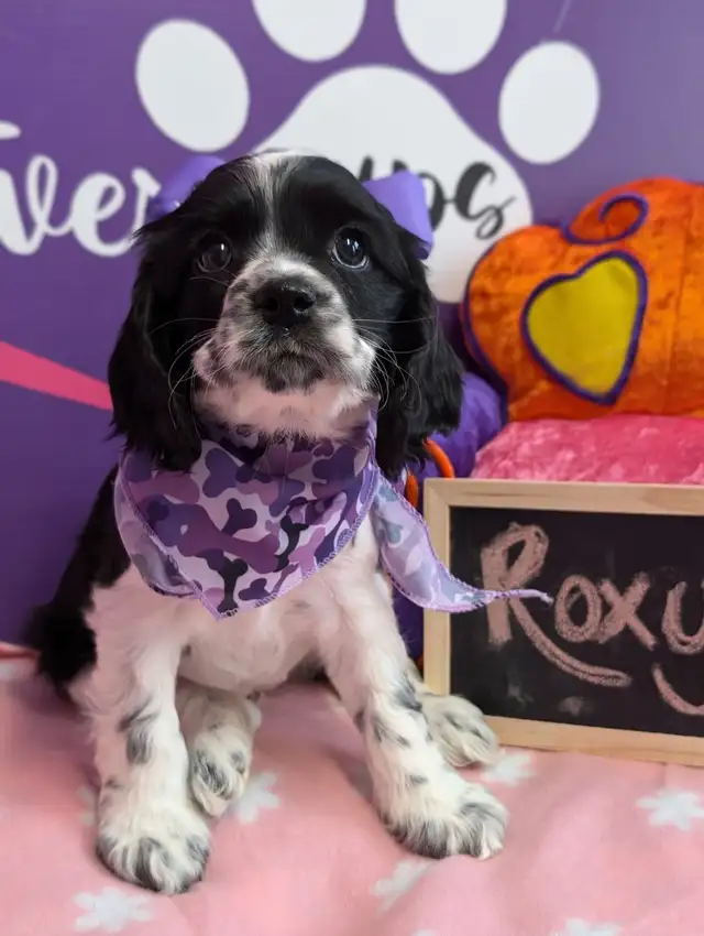 Cocker spaniel puppies ready for may 25 in Dogs & Puppies for Rehoming in City of Toronto - Image 11