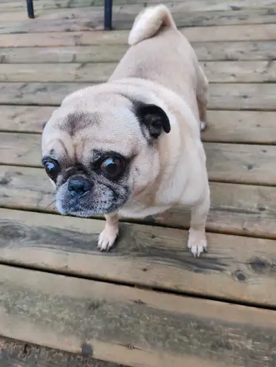 2 Dogs Looking for a Forever Home (7&5yo), View more