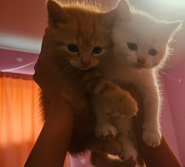 Mixed persian kittens! Wont last long! in Cats & Kittens for Rehoming in Peterborough