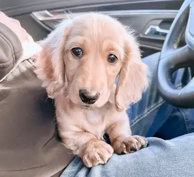 Miniature LH Dachshunds Summer/Fall 2025, View more