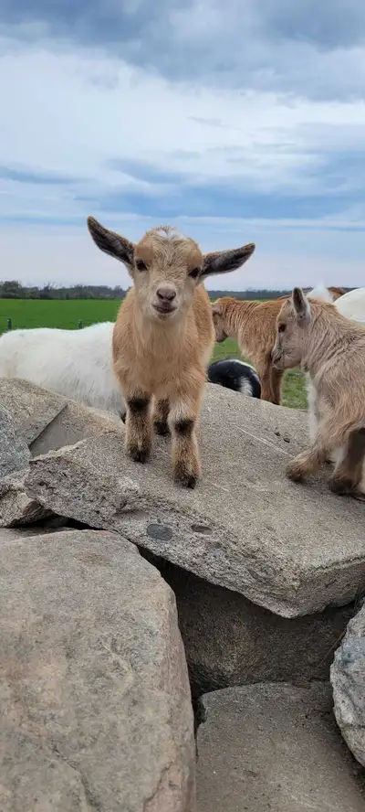 Nigerian dwarf goats, View more
